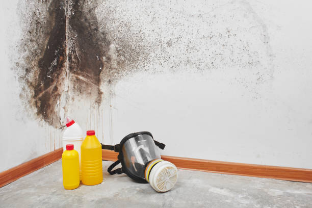 Best Basement Mold Remediation in Dearborn Heights, MI