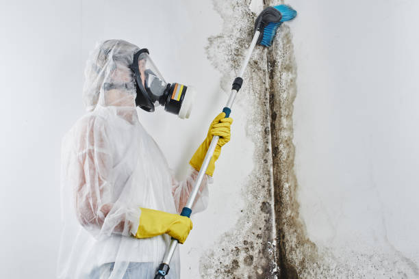 Best Emergency Mold Remediation in Dearborn Heights, MI