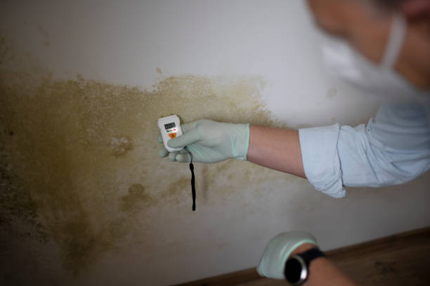 Best Commercial Mold Remediation in Dearborn Heights, MI